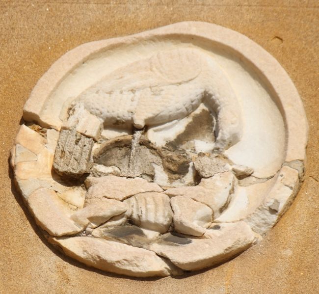 Immagine:DD127B.jpg