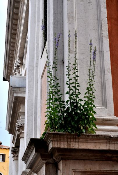 Immagine:Pianta fiorita.JPG