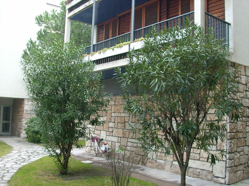 Immagine:Giardino 1.jpg