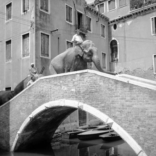 Immagine:Elefantesgiacomo.jpg