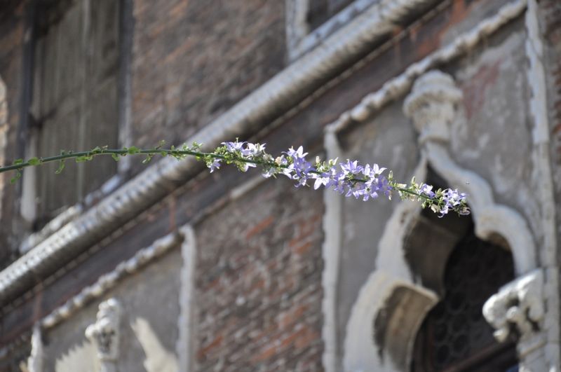 Immagine:Verbasco Santa Fosca.JPG